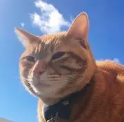 Nyaijiの画像