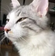 がぶ