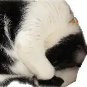 さと( プロフ必読)