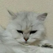 Sela