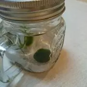 まりりんの画像
