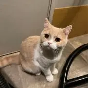 ニア