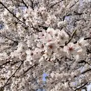 かな