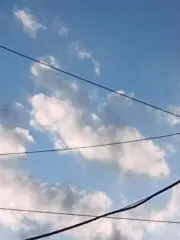はっぱの画像