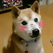 イギー！　購入の際、必ずコメントを！！