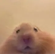 にゅの画像