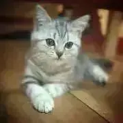 にゃん太郎☆