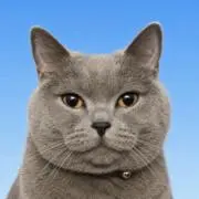 キノりの画像