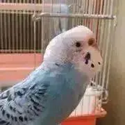 ぴよの画像