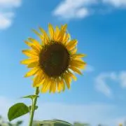 しゃんどんの画像