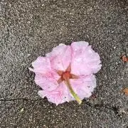 あしゅ 8/26以降発送の画像