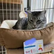 めるしの画像