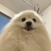 みーの画像