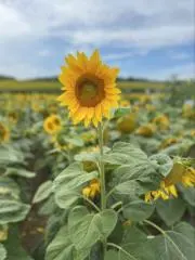 ヤスミカ　プロフィール欄ご確認くださいの画像