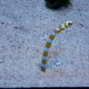 3児mamaの画像