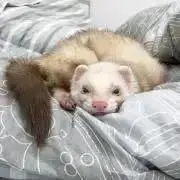 サバの画像