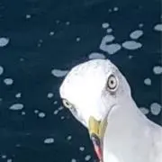 ウミノトリの画像