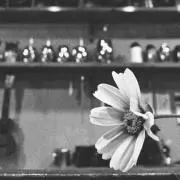 イロリの画像