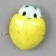 hamtaroの画像