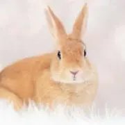 ゆきのの画像