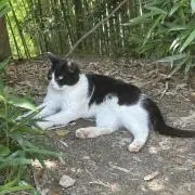 みゃおの画像