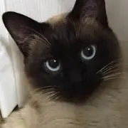 MAYA