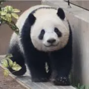 ぱんだの画像