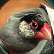 いもの画像