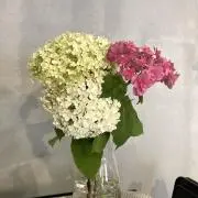sanの画像