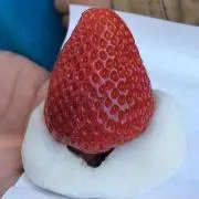 いちご