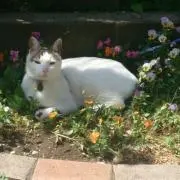 ばばーる