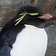 北極Pの画像