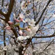 るぅの画像