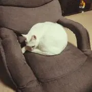 かつまめ