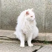 maruの画像