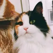 Magnet(即購入可)の画像