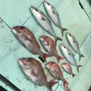 とっちゃん