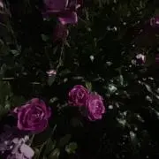 葵の画像