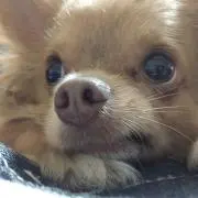 ねねたん