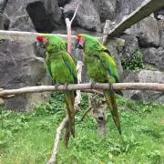 ユキの画像