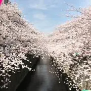 コリンの画像
