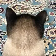 ちゃむちゃむの画像
