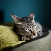 ねこまねきの画像