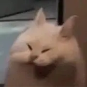 コンパジロの画像