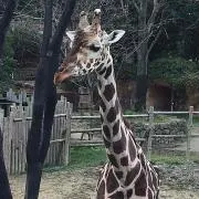 につの画像