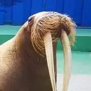 トド子❤️即購入歓迎の画像