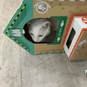 こんときつ