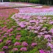 ねおのん。の画像