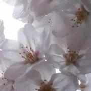 さくらっこ　8/9まで発送不可の画像