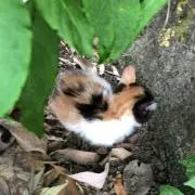 バムケロ